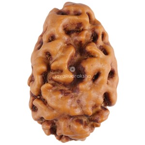 以下が含まれることがあります： 表面がざらざらした、不規則な形の茶色のルドラクシャビーズ。ビーズは自然で土のような外観をしています。