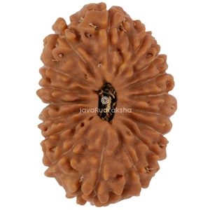 Può includere: Primo piano di un seme di Rudraksha marrone di forma ovale. Il seme ha una superficie strutturata con più creste e un'apertura centrale scura. Il testo "JavaRudraksha" è stampato sul seme.