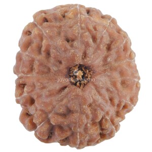 Puede incluir: Una cuenta de rudraksha redonda y texturizada de color marrón con un pequeño agujero en el centro. La cuenta tiene un aspecto natural y terroso.