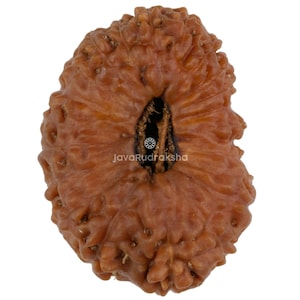 21 Mukhi Rudraksha 22.03 mm Java Bead | Grade B Collector | Genuine Natural Sacred Healing