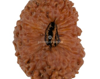 21 Mukhi Rudraksha 22,03 mm Perlina di Giava / Grado B da collezione / Autentica guarigione sacra naturale