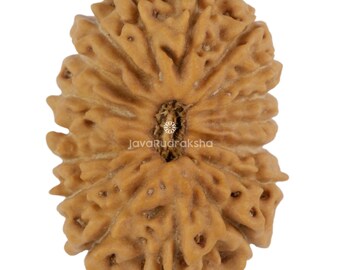 Rudraksha 17 Mukhi 21,06 mm Perla Java / Grado B Grande / Autentica Naturale Sacra Guarigione