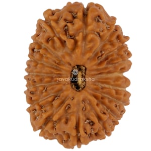 May include: A close-up of a brown Rudraksha bead with a textured surface. The bead has a natural, organic appearance with ridges and a central hole. The text "JavaRudraksha" is printed on the bead.
