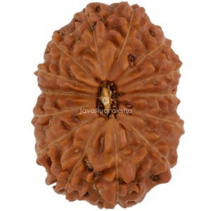 14 Mukhi Rudraksha 19.93 mm Java Bead | Grade A Large | Genuine Natural Sacred Healing