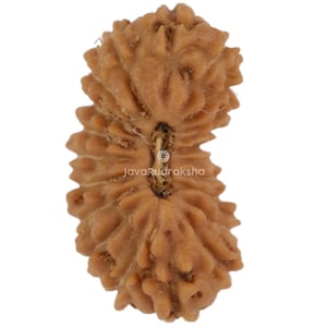21 Mukhi Rudraksha 11.10 mm Java Bead | Grade A Small | Genuine Natural Sacred Healing