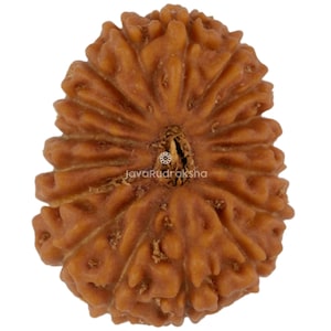 17 Mukhi Rudraksha 18.01 mm Java Bead | Grade A Medium | Genuine Natural Sacred Healing