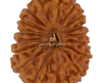 17 Mukhi Rudraksha 18.01 mm Java Bead | Grade A Medium | Genuine Natural Sacred Healing
