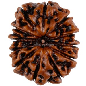 May include: A brown, 5-faced Rudraksha bead with a dark brown centre. The bead has a textured surface and is a popular item in Hinduism.