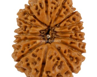 14 Mukhi Rudraksha 22.84 mm Java Bead | Grade A Collector | Genuine Natural Sacred Healing