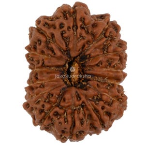 14 Mukhi Rudraksha 20,29 mm Java-pärlor | Stor grad A | Äkta naturlig helig läkning