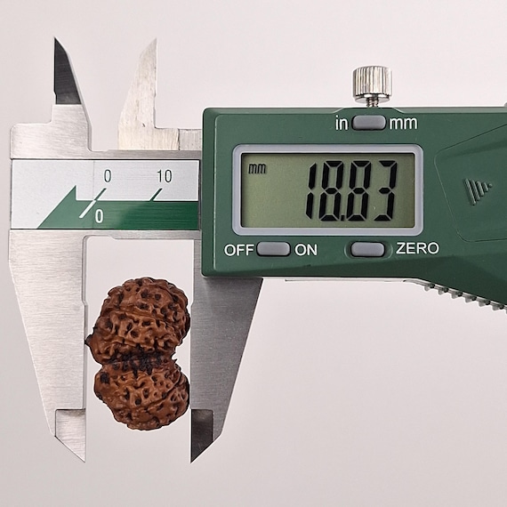 ねこのつかい ルドラクシャマーラー　トップガウリシャンカール グレード A | ガウリ シャンカール 13 面ルドラクシャ 27.48 mm