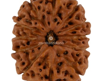 12 Mukhi Rudraksha 22.50 mm Java Bead | Grade A Collector | Genuine Natural Sacred Healing