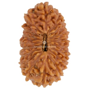 May include: Close-up of a brown Rudraksha bead with a textured surface. The bead has a natural, organic appearance with visible ridges and a central groove. The text "JayaRudraksha" is visible.