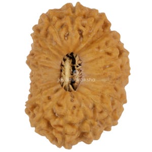 May include: Close-up of a light brown Rudraksha bead with a textured surface. The bead has a central hole and the text "JavaRudraksha" is visible. The bead is a natural product.