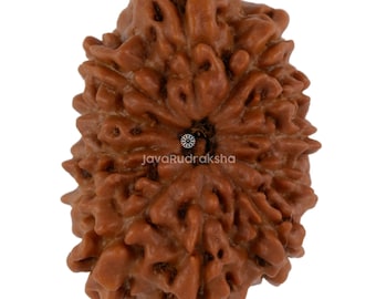 12 Mukhi Rudraksha 22.51 mm Java Bead | Grade A Collector | Genuine Natural Sacred Healing