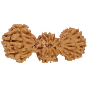 Trijuti Rudraksha 20.68 mm Java Bead | Grade A Large | Rare Genuine Natural Sacred Healing