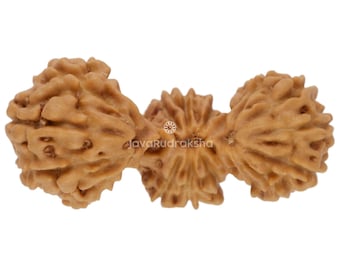 Trijuti Rudraksha 20.68 mm Java Bead | Grade A Large | Rare Genuine Natural Sacred Healing