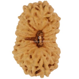May include: A light brown, oval-shaped Rudraksha bead with a deeply textured, wrinkled surface and multiple vertical ridges. The bead features a central hole and the text JavaRudraksha printed in white across the middle section.