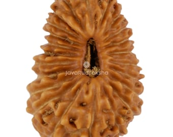 23 Mukhi Rudraksha 16.19 mm Java Bead | Grade A Medium | Genuine Natural Sacred Healing