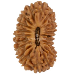 21 Mukhi Rudraksha 12,68 mm Java-pärlor | Liten grad A | Äkta naturlig helig läkning