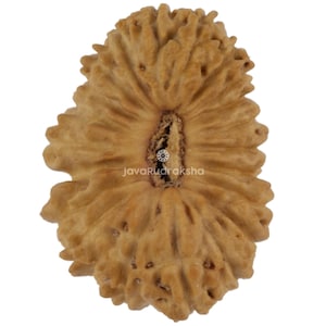 21 koralików Mukhi Rudraksha o średnicy 14,90 mm i kolorze Java | Klasa A, małe | Prawdziwe, naturalne, święte uzdrawianie