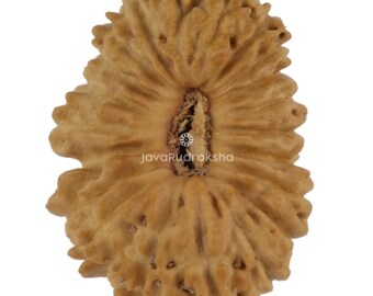 21 Mukhi Rudraksha 14.90 mm Java Bead | Grade A Small | Genuine Natural Sacred Healing