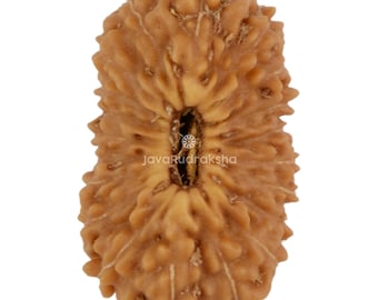 Rudraksha 20 Mukhi 16,03 mm Perla Java / Grado A Medio / Autentico Naturale Sacro Curativo