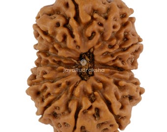 12 Mukhi Rudraksha 24.11 mm Java Bead | Grade A Collector | Genuine Natural Sacred Healing