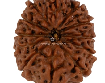 12 Mukhi Rudraksha 22.52 mm Java Bead | Grade A Collector | Genuine Natural Sacred Healing