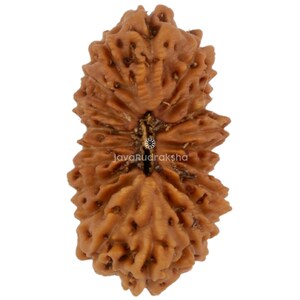 20 Mukhi Rudraksha 15.45 mm Java Bead | Grade A Medium | Genuine Natural Sacred Healing