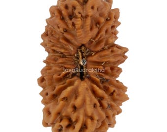 20 Mukhi Rudraksha 15.45 mm Java Bead | Grade A Medium | Genuine Natural Sacred Healing