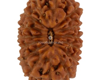 15 Mukhi Rudraksha 17.86 mm Java Bead | Grade A Medium | Genuine Natural Sacred Healing