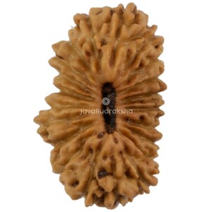 Puede incluir: Primer plano de una cuenta Rudraksha marrón texturizada. La cuenta tiene una apariencia natural y orgánica con una ranura central oscura y un patrón visible. El texto "JavaRudraksha" está impreso en la cuenta.