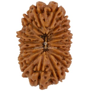 Può includere: Primo piano di una perla di Rudraksha marrone. La perla ha una superficie strutturata e organica con più creste e scanalature. Il testo "JavaRudraksha" è visibile sulla perla. Questo articolo viene probabilmente utilizzato per scopi spirituali o decorativi.