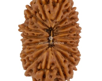 17 Mukhi Rudraksha 22,47 mm Perlina di Giava / Grado A da collezione / Autentica guarigione sacra naturale