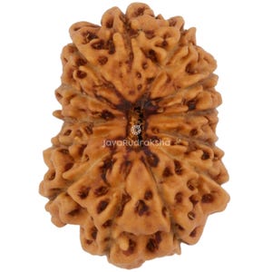 Rudraksha de 13 caras, 17,83 mm, cuenta de Java / Grado A, tamaño mediano / Auténtica sanación sagrada natural