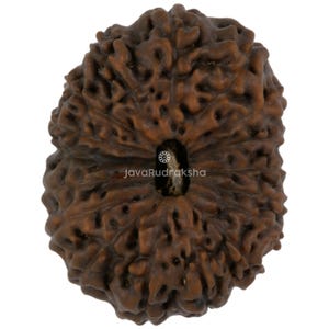 Può includere: Primo piano di una perlina Rudraksha marrone strutturata. La perlina ha un aspetto naturale e organico con una serie di creste e un foro centrale. Il testo "javaRudraksha" è visibile sulla perlina.