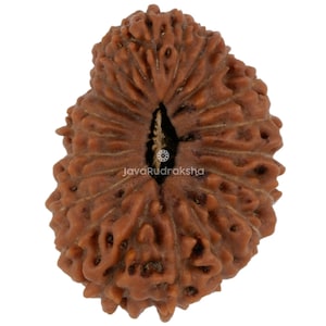 May include: A brown, textured seed with a central dark crevice. The seed has a rough, uneven surface with multiple ridges and small holes. The text "JavaRudraksha" is visible on the seed. The seed is likely used for spiritual or decorative purposes.