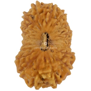 May include: Close-up of a brown, textured Rudraksha bead. The bead has a natural, organic appearance with a central hole and a ridged surface. The text "JavaRudraksha" is visible on the bead.