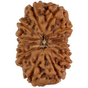 Puede incluir: Un grano de Rudraksha marrón de cinco caras con un centro en forma de estrella. El grano tiene una superficie rugosa y texturizada.
