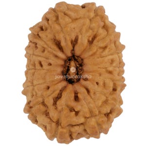 14 Mukhi Rudraksha 18.22 mm Java Bead | Grade A Medium | Genuine Natural Sacred Healing