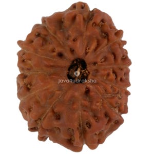11 Mukhi Rudraksha Javakraal 17,35 mm | Cijfer A gemiddeld | Echte natuurlijke heilige genezing