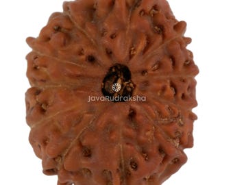 11 Mukhi Rudraksha 17.35 mm Java Bead | Grade A Medium | Genuine Natural Sacred Healing