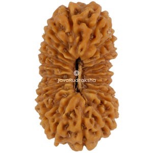21 Mukhi Rudraksha 24.25 mm Java Bead | Grade A Collector | Genuine Natural Sacred Healing