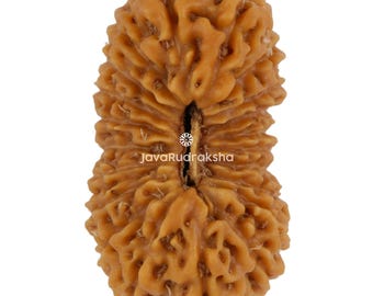 21 Mukhi Rudraksha 24.25 mm Java Bead | Grade A Collector | Genuine Natural Sacred Healing