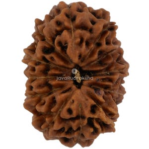 12 Mukhi Rudraksha 19.73 mm Java Bead | Grade A Large | Genuine Natural Sacred Healing