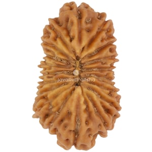 May include: Close-up of a brown, textured Rudraksha bead. The bead has a natural, organic appearance with a ridged surface and a central groove. The text "JavaRudraksha" is visible at the bottom.