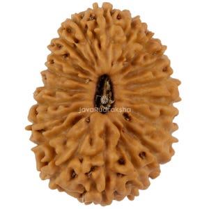 May include: Close-up of a brown Rudraksha bead with a textured surface. The bead has a central dark opening and a natural, organic appearance. The text "JavaRudraksha" is visible.
