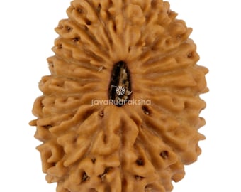 19 Mukhi Rudraksha 18,91 mm Perline di Giava / Grado A Medio / Guarigione Sacra Naturale Autentica