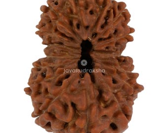 16 Mukhi Rudraksha 23.56 mm Java Bead | Grade B Collector | Genuine Natural Sacred Healing